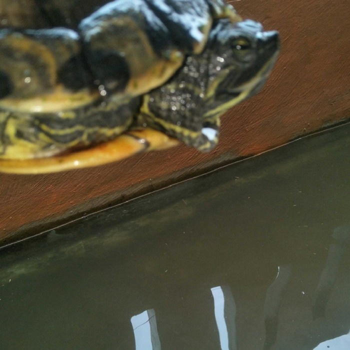 TERMURAH Kura Yellow Belly Hybrid Indukan Betina