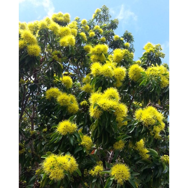 bibit santoslemon kuning/vegetasi lebah/tanaman klanceng