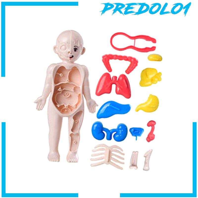 [Predolo1] Set Mainan Mengajar Tubuh Manusia Untuk Alat Mengajar Paud
