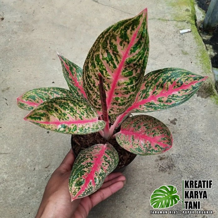 Tanaman hias aglonema widuri - Aglonema widuri