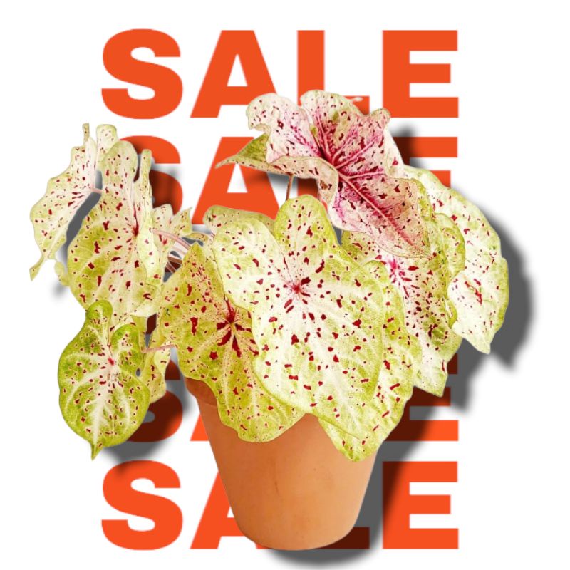 Bibit Umbi Caladium Miss Muffet