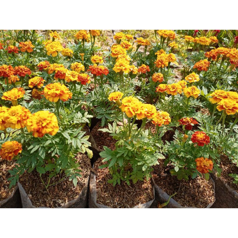 tanaman marigold coklat oren sunyok mini stok super berbunga rimbun- bakulkembang