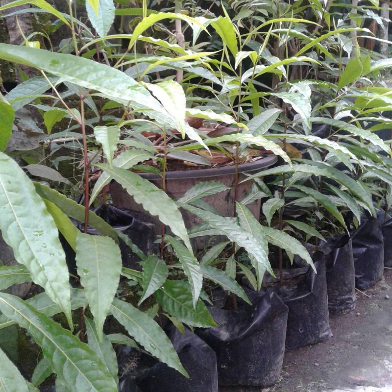 Bibit Pohon Jenitri Rudaksa Super indukan unggul