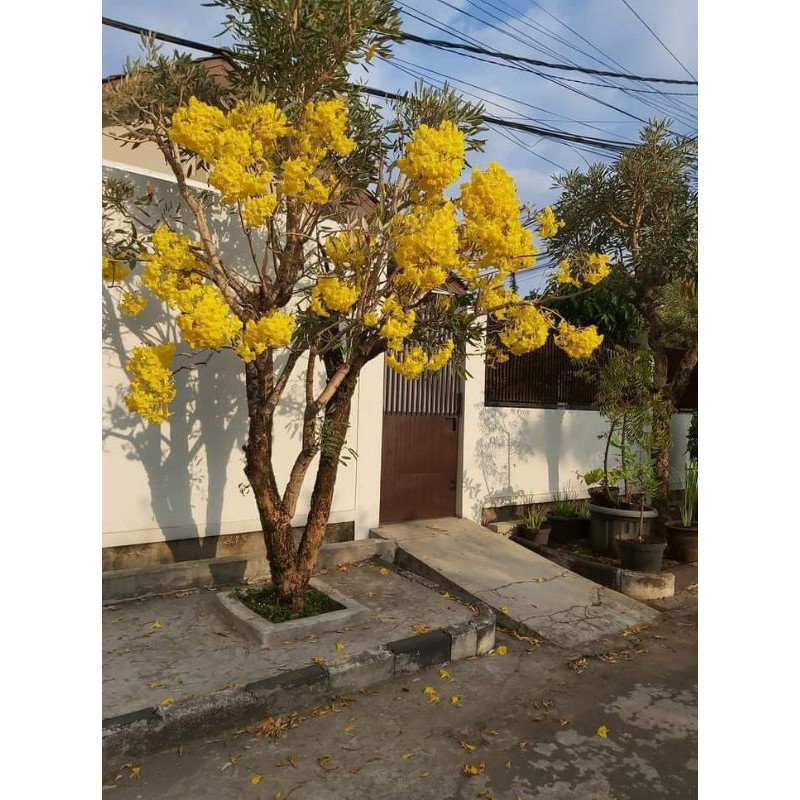 

bunga tabubeya kuning