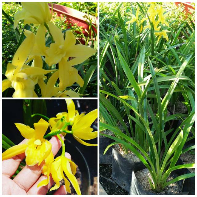anggrek tanah cymbidium golden boy