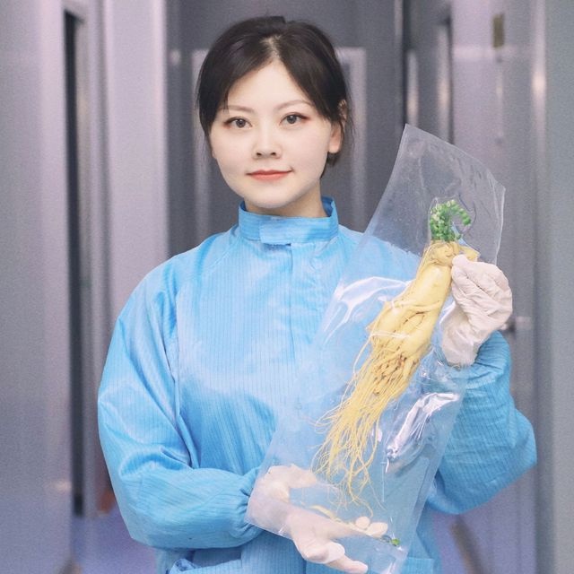 

BAYAR DI TEMPAT GINSENG KOREA FRESH 100G