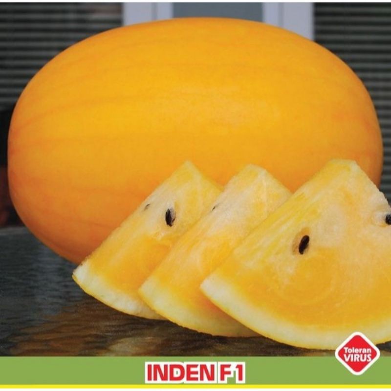 ❄️ TOP SALE ❄️ 6.6 benih SEMANGKA KUNING INDEN / semangka inul golden inden F1 hibrida / bibit tanam