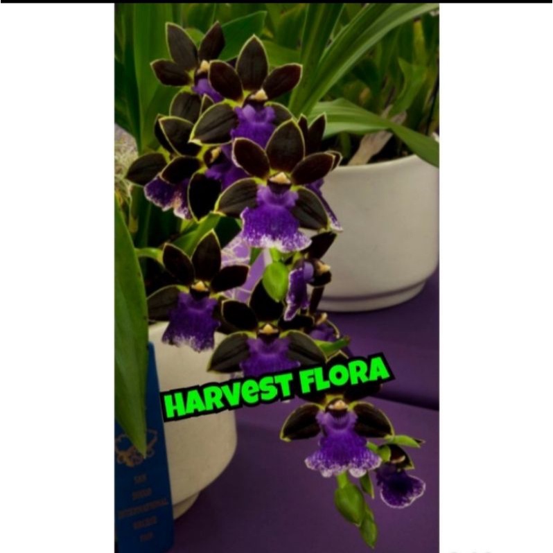 TERLARIS Tanaman hias anggrek tanah black purple - tanaman hidup - bunga hidup - tanaman dewasa siap berbunga - tanaman indoor outdoor