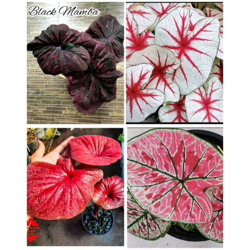 Promo Paket 4 Bibit Umbi Tanaman Caladium hybrid Thailand /Keladi Hias