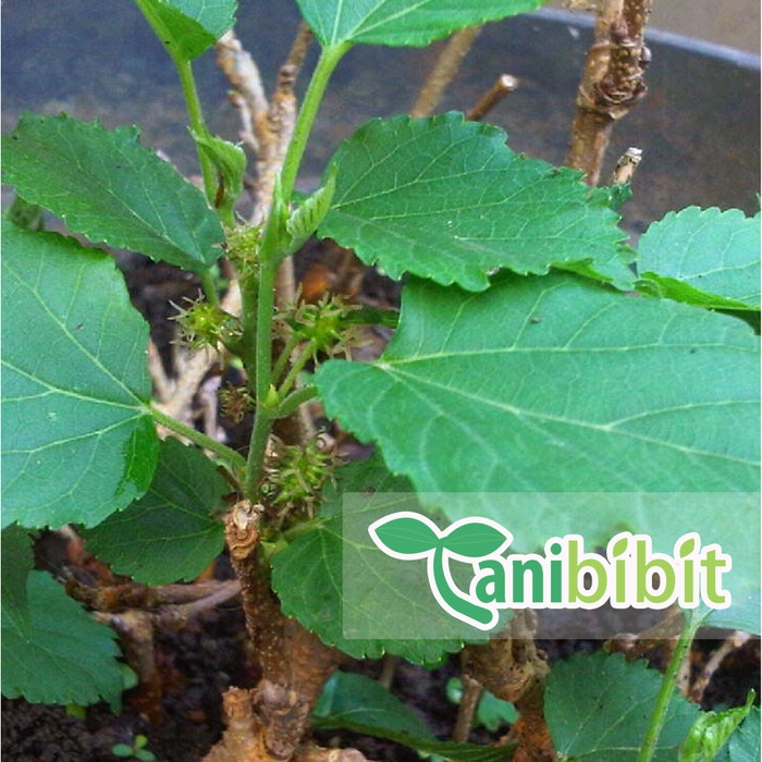 Bibit Pohon Buah Mulberry - Murbey - Buah Mulberry