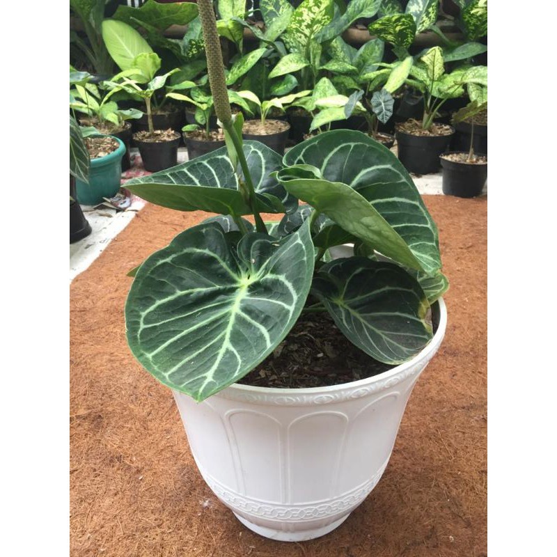 PROMO!! beby Kuping Gajah ORI -aglonema indukan rimbun -tanaman bunga hias hidup unik murah -tanaman