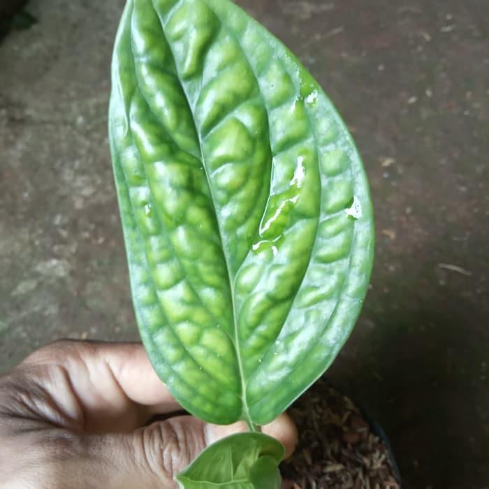 tanaman hias sirih badak - tanaman sirih badak -siri badak