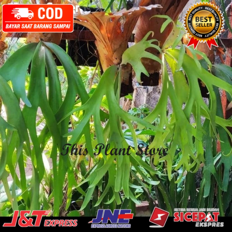 POHON TANDUK RUSA ( BESAR ) / TANAMAN HIAS