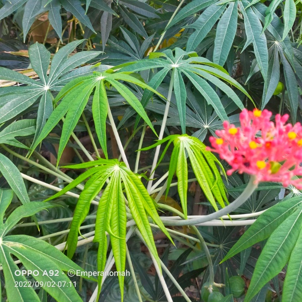 Promo 3 Bibit Tanaman Yodium / Betadine Pohon Jarak Tintir Jatropha Multifida bibit yodium bibit bet