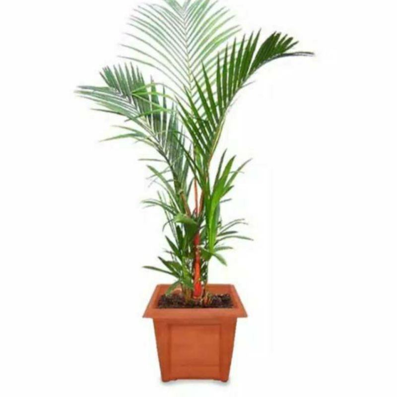 Tanaman hias palem merah - pinang merah - lipstik palm