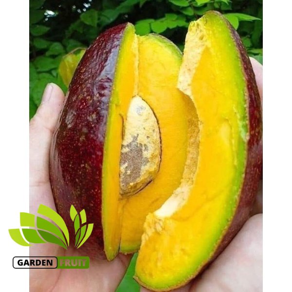 Bibit alpukat red Vietnam biasa disebut bibit alpukat merah vietnam unggulan