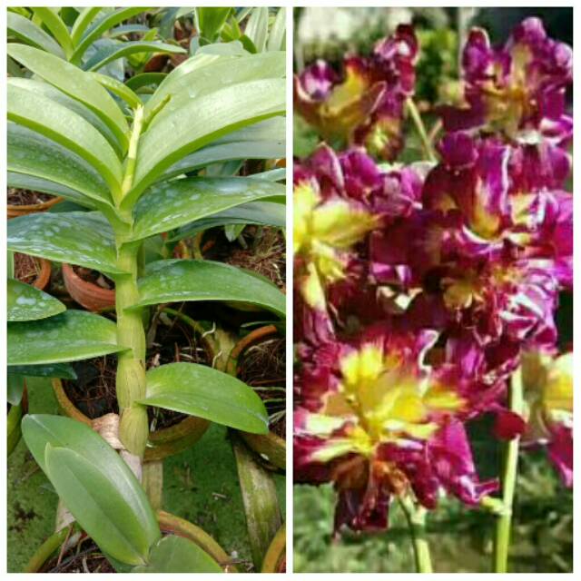 Anggrek Dendrobium Mawar