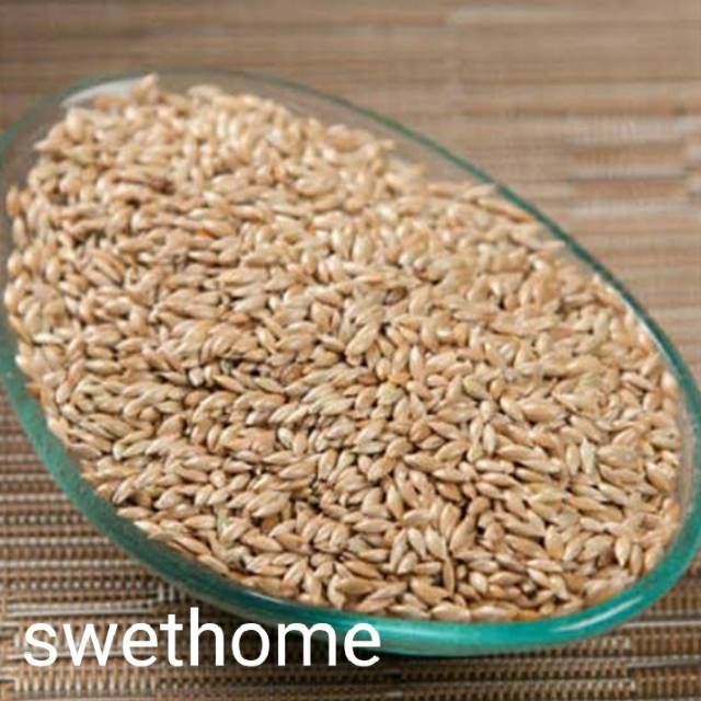 PROMO Promo 1kg biji benih vertiver penahan longsor anti erosi -aglonema indukan rimbun -tanaman bun