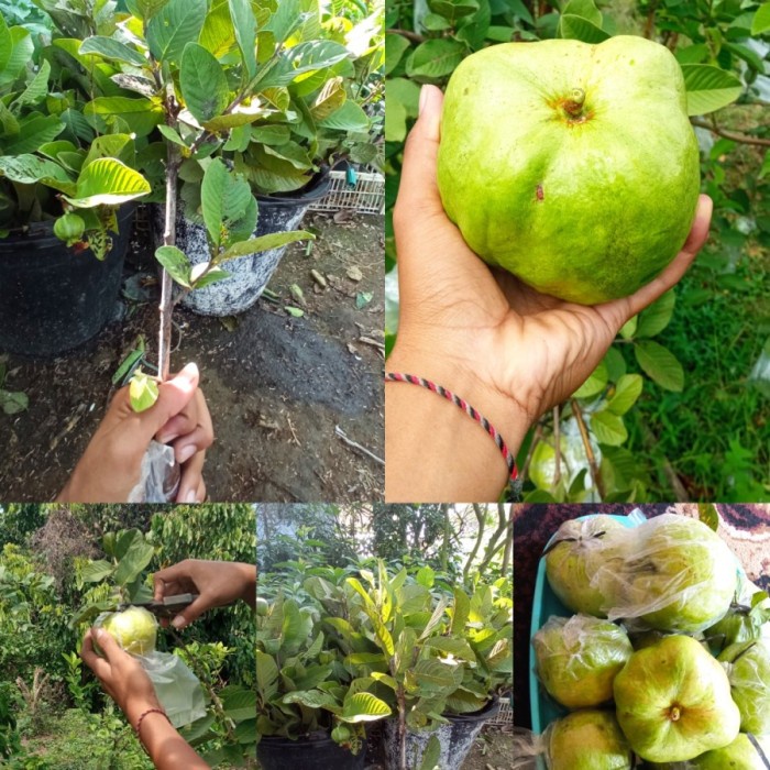 COD Bibit Tanaman Buah Jambu Siumik Pala Okulasi cepat berbuah