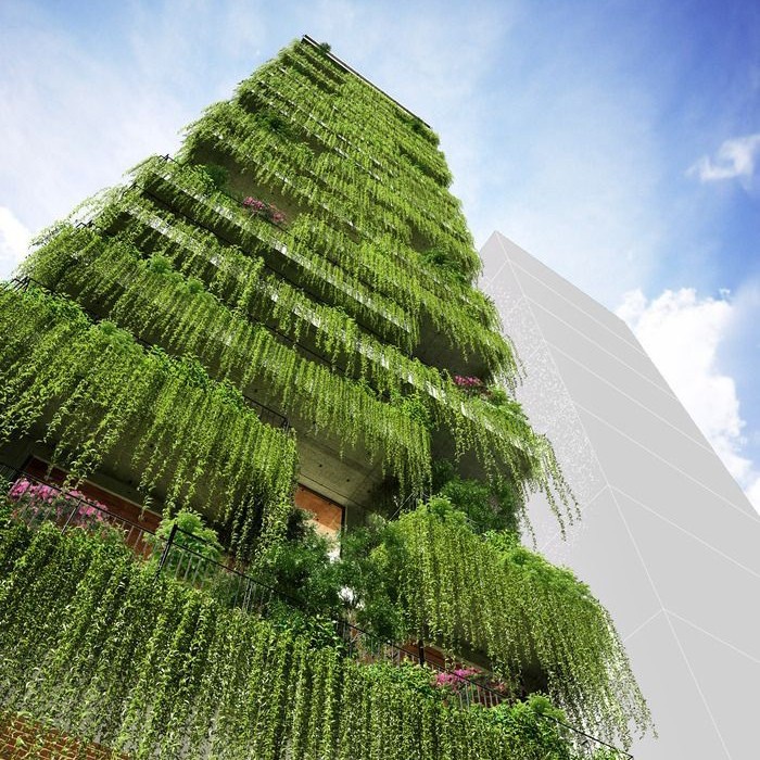 Bibit Tanaman Tirai Merambat Lee Kwan Yew / Lee Kwan Yu