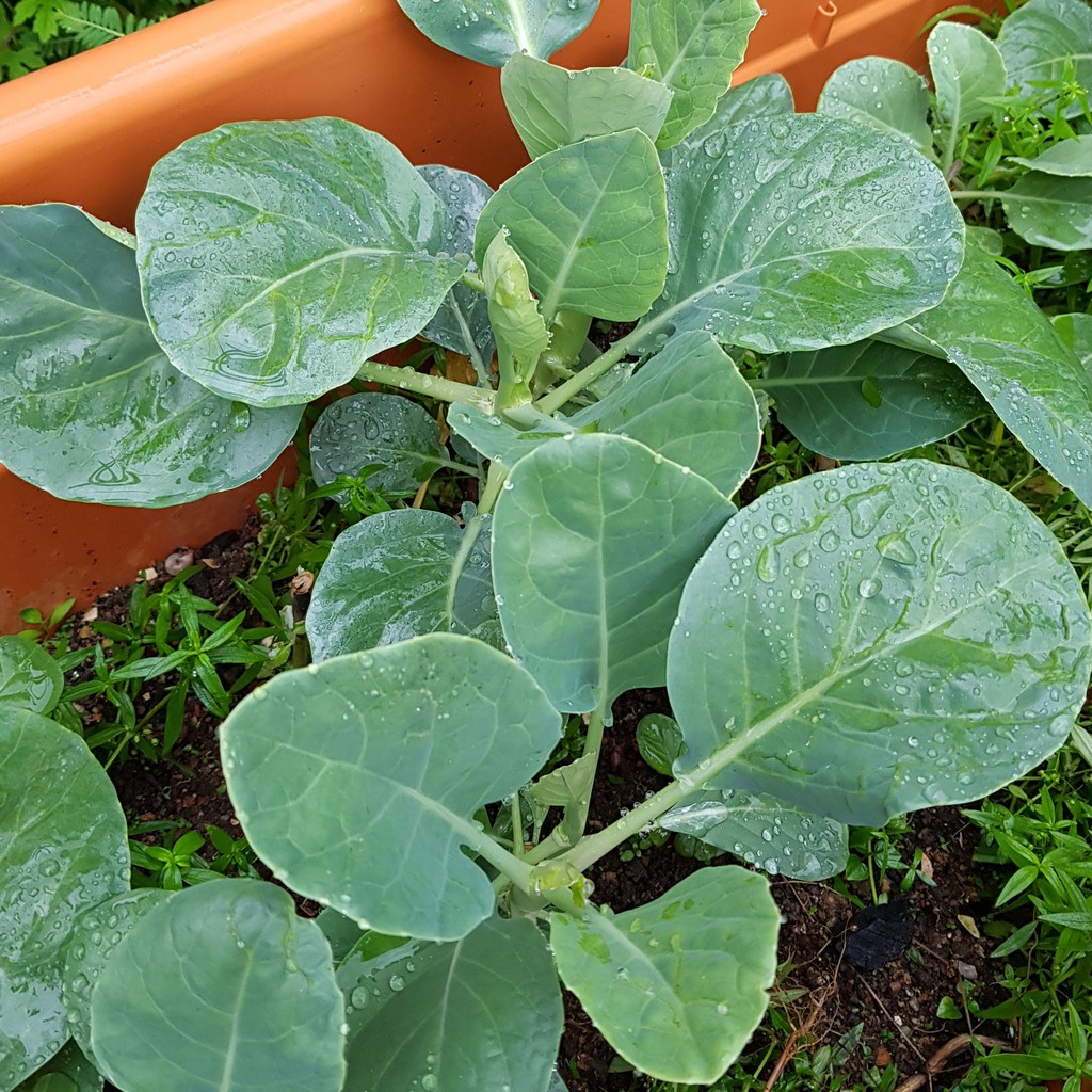 isi 150 Biji Benih Sayur KALE/ KAILAN Vegetable Seeds Kale (Kai Lan) seeds