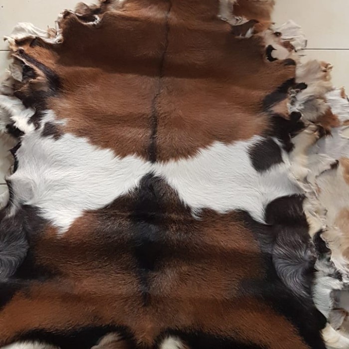 Kulit Kambing Bulu Asli
