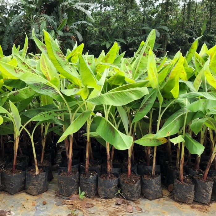 Bibit kultur jaringan Pisang Cavendish CJ40