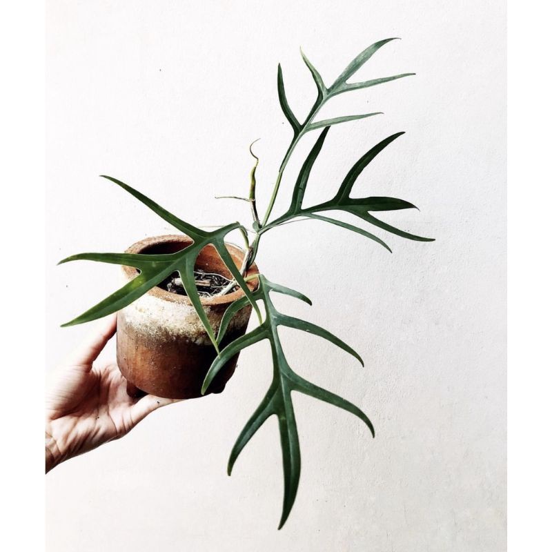 TERMURAH Philodendron Tortum / Philo Tortum