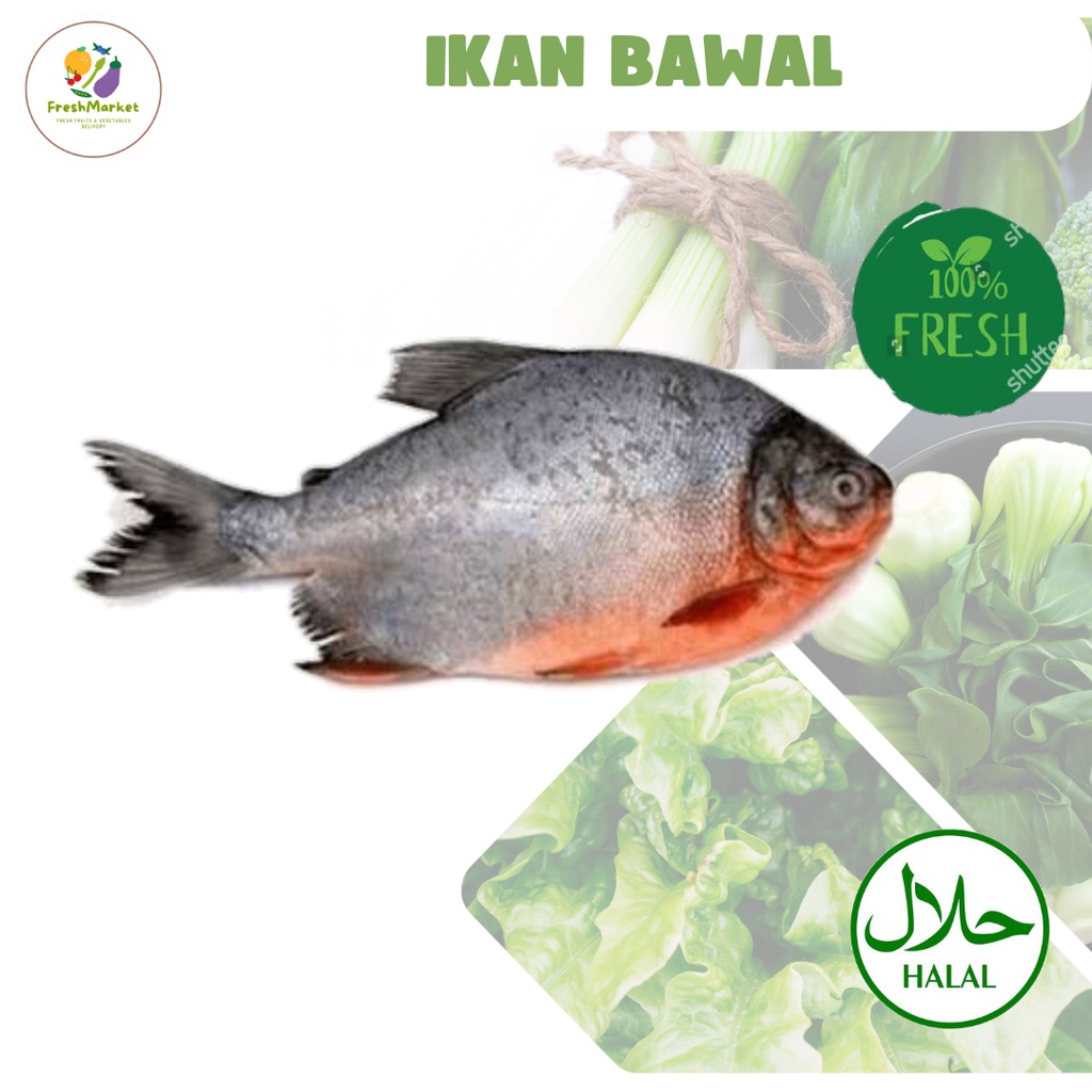 

Ikan Bawal Kecil 500 Gram Freshmarketlampung