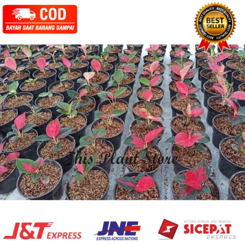 Aglonema suksom jaipong kualitas super import original khusus koleksi