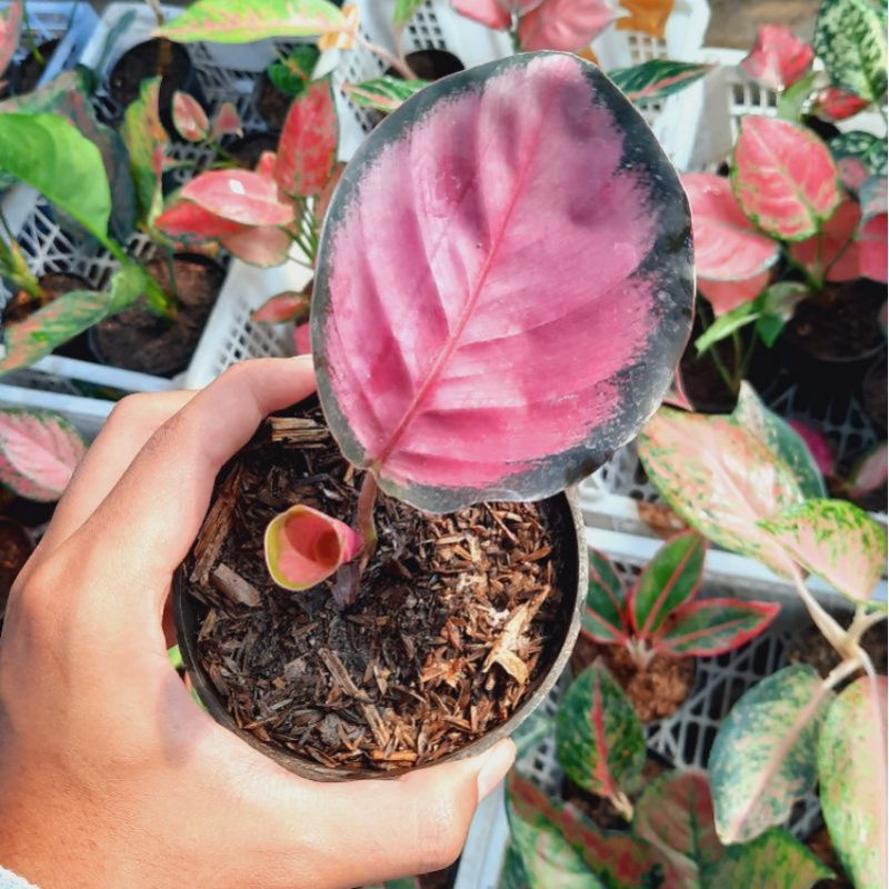 Bibit Bonggol Calathea Crimson /Bibit Tanaman Hias Calathea Crimson