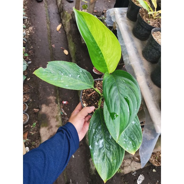 Tanaman bunga Scindapsus Perakensis variegata / skindapsus prakensis varigata / scindapsus frakenste