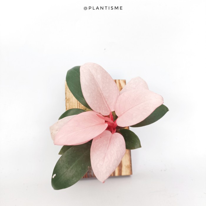 Wall of fame -  Congo Pink Philodendron