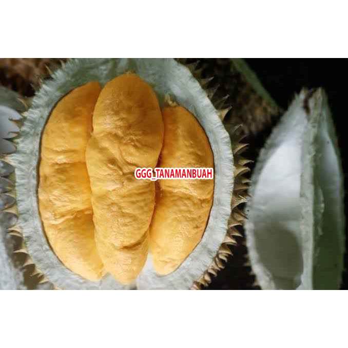 Bibit durian monthong super okulasi 1 meter batang besar