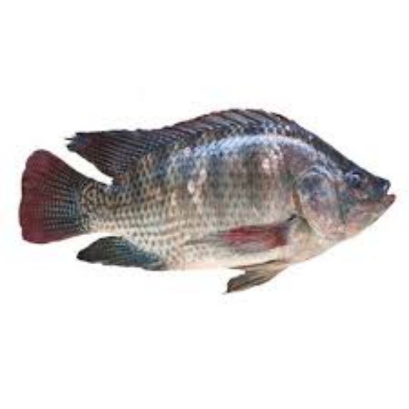 

Ikan Mujair / ikan Mujaer nila