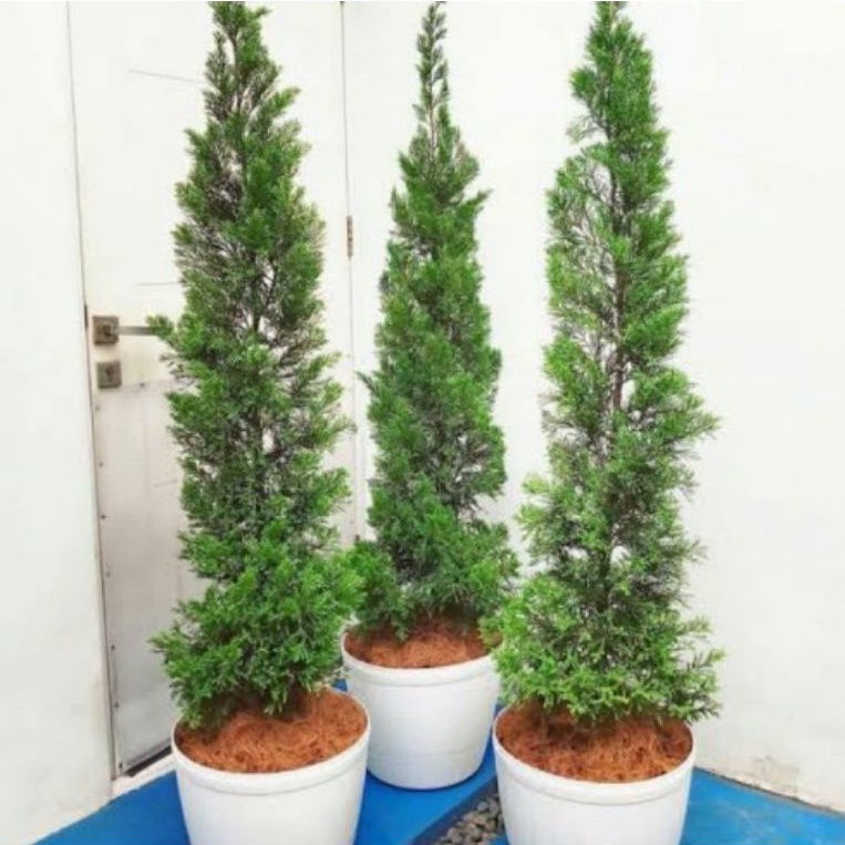 ( BISA COD ) Tanaman Hias Cemara Papua Cemara Lilin Tinggi 1 Meter Pohon Cemara Papua / Tanaman Indo