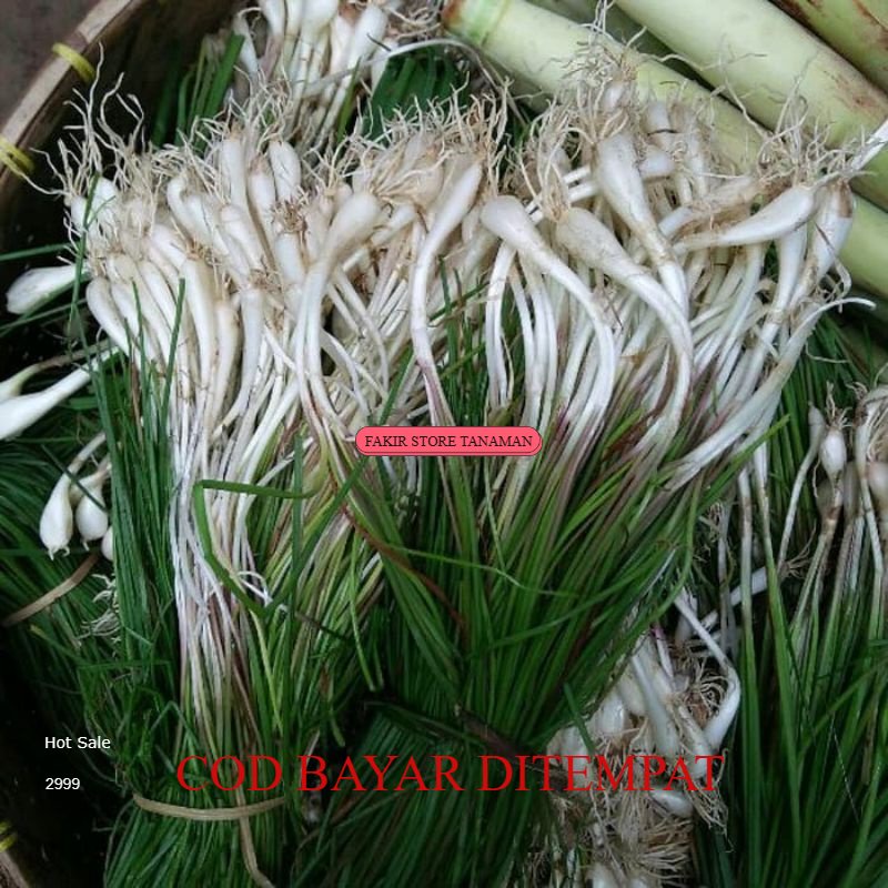 

TERBAIK BAWANG KUCAI / KUNCAI SEGAR 1 IKET REDY LANGSUNG KIRIM