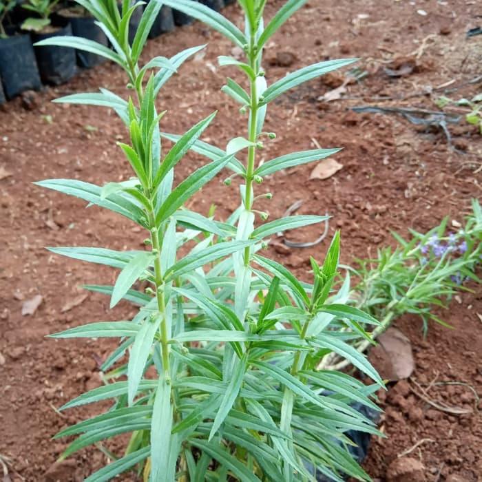 Tanaman Hias Lavender Anti Nyamuk - Tanaman Lavender Pengusir nyamuk