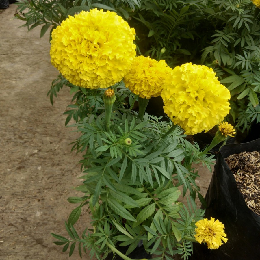 marigold bunga kuning tanaman hias holand - bakulkembang