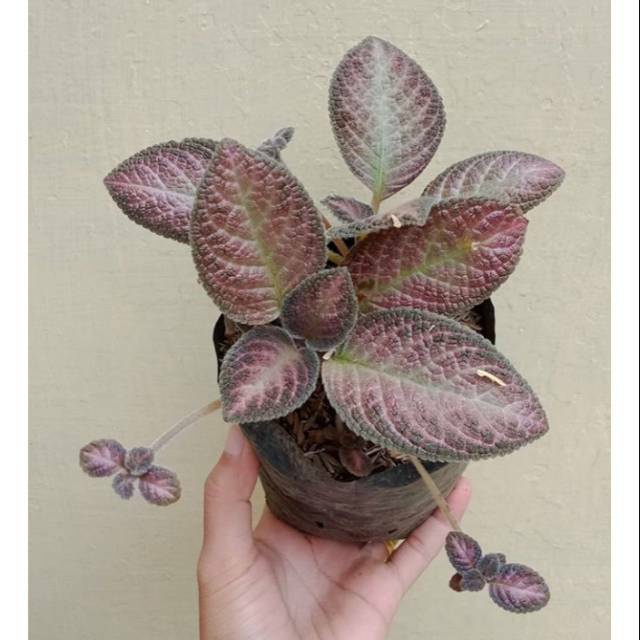 Tanaman episcia merah / episcia merah / tanaman gantung episcia