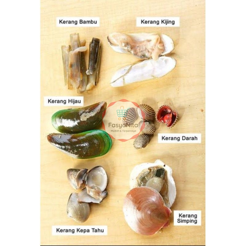 

Kerang Segar Fresh - Hijau Ijo Dara Remis Batik Macan Bambu Simping Tahu Kepah Batik Kijing Cangkang Scallop Kupas Gurita Slices Asari Karatsuki Hamaguri Shijimi