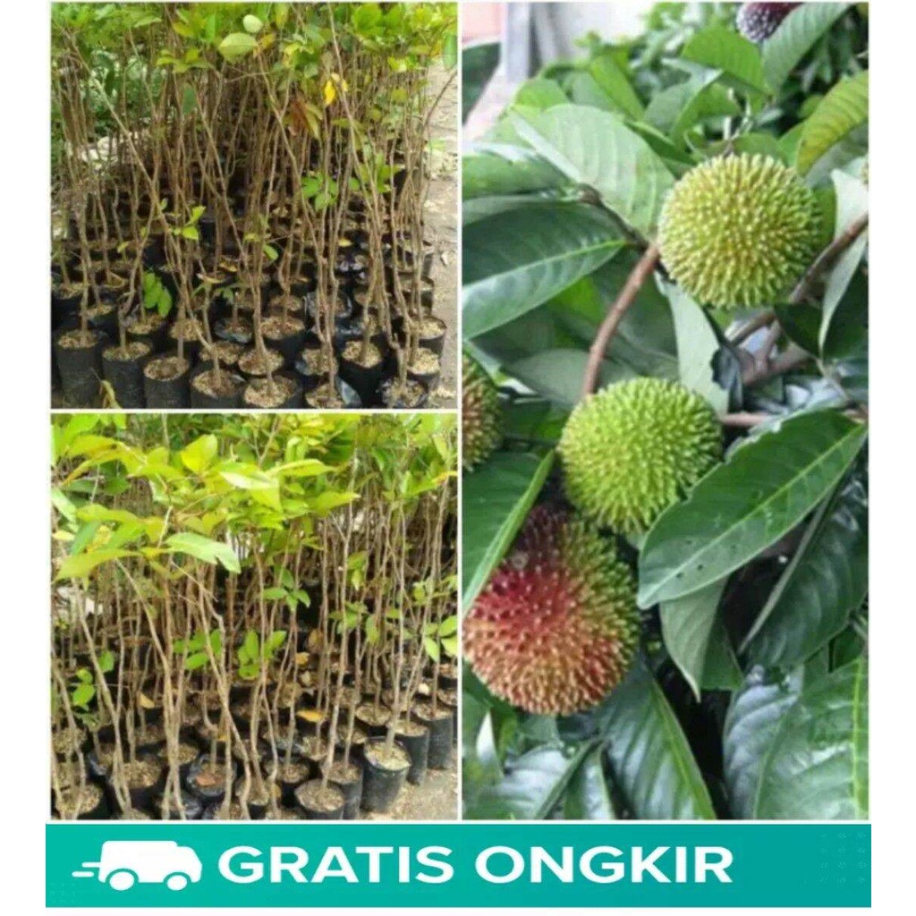 Bibit Rambutan Rapiah Okulasi