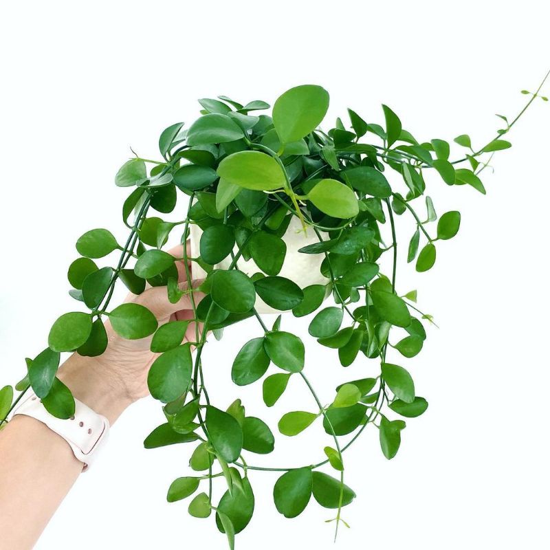 Tanaman hias kantung semut / Dischidia Geri / hoya geri / BEAUTY.PLANTS