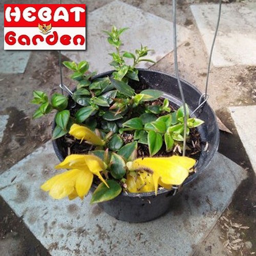 Lipstik bunga kuning LANGKA (ORI) - Tanaman hias gantung  - Bakul kembang
