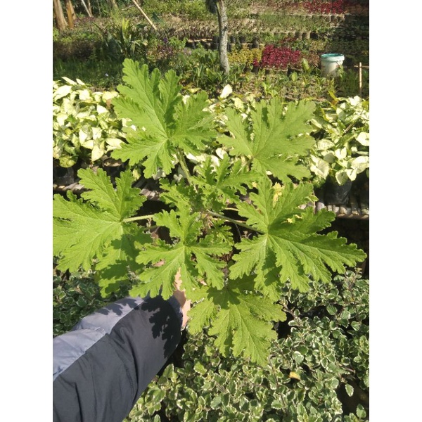 geranium citrosa / citronela pengusir nyamuk ( wangi menyengat lebih dari lavender) - Bakul kembang