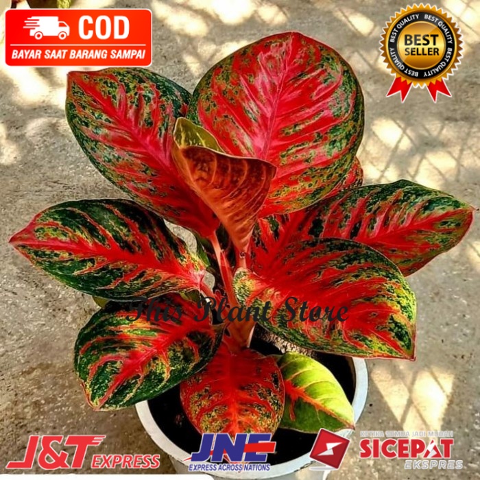 Aglonema wulandari anakan ( Bisa COD )