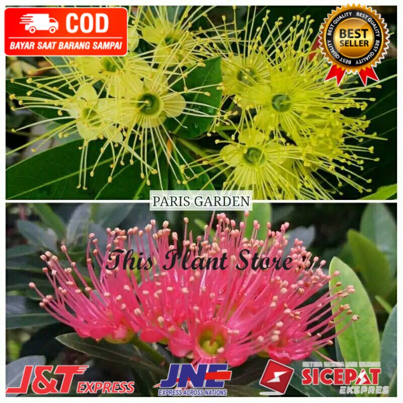 PAKET MURAH BUNGA SANTOS LEMON MERAH SANTOS LEMON KUNING  - BIBIT BUNGA XANTHOSTEMON KUNING MERAH ( 