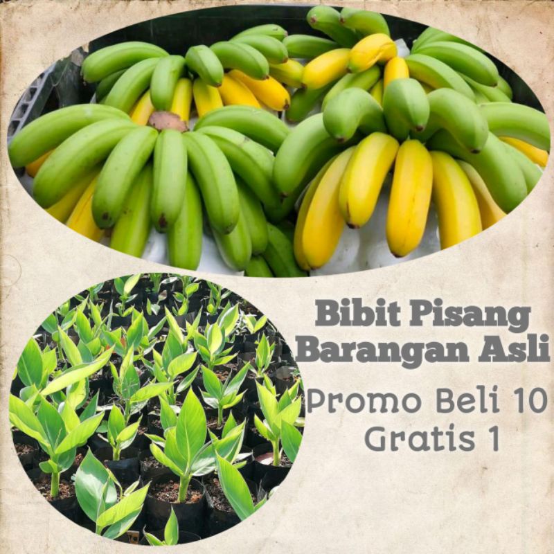 Bibit pisang barangan unggul BIBIT PISANG BONGGOL PISANG TERBAIK
