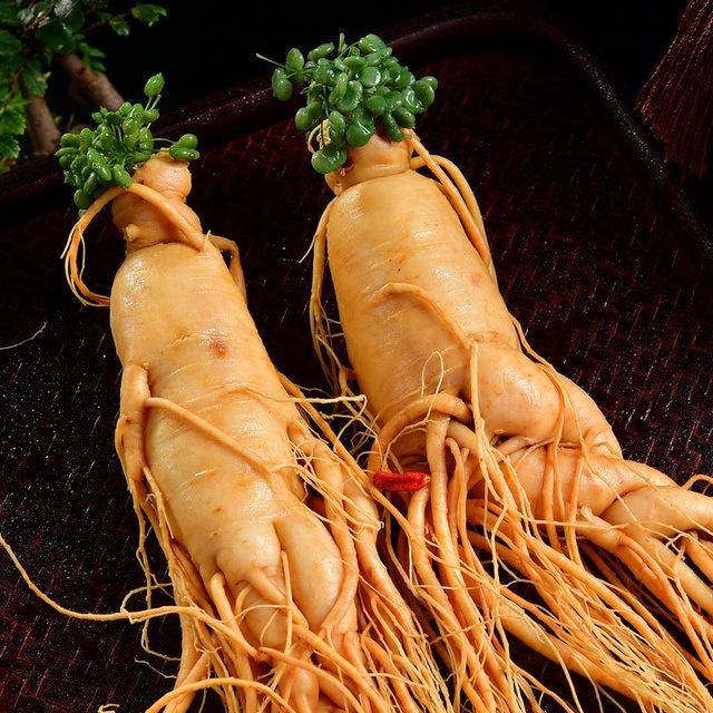 

Ginseng Fresh/Ginseng Segar/ 100G
