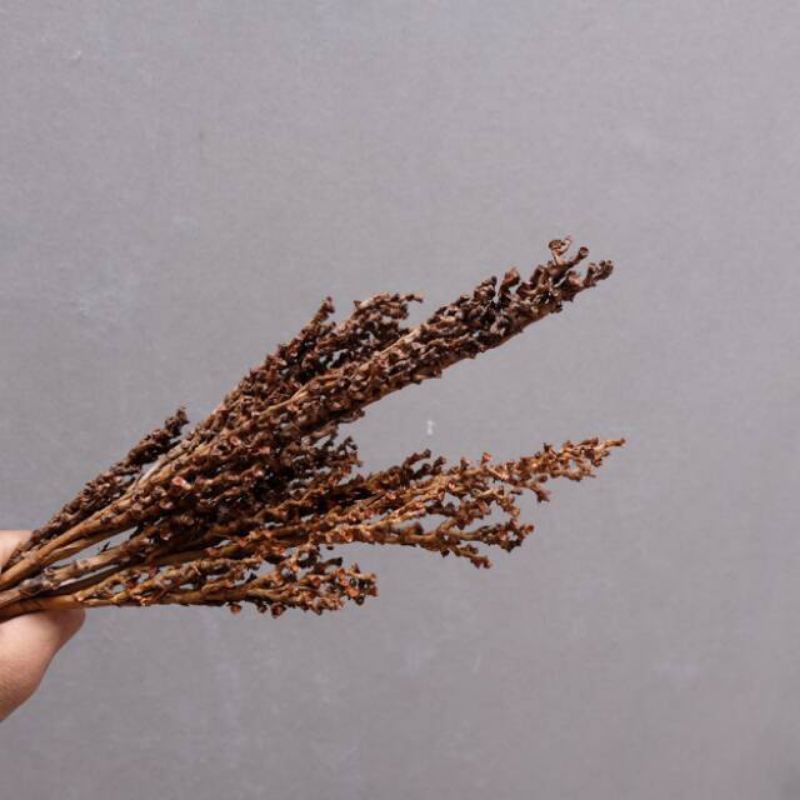 termurah RANTING KERING BIJI ROTAN PROMO